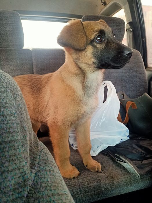 Отдается в хорошие руки