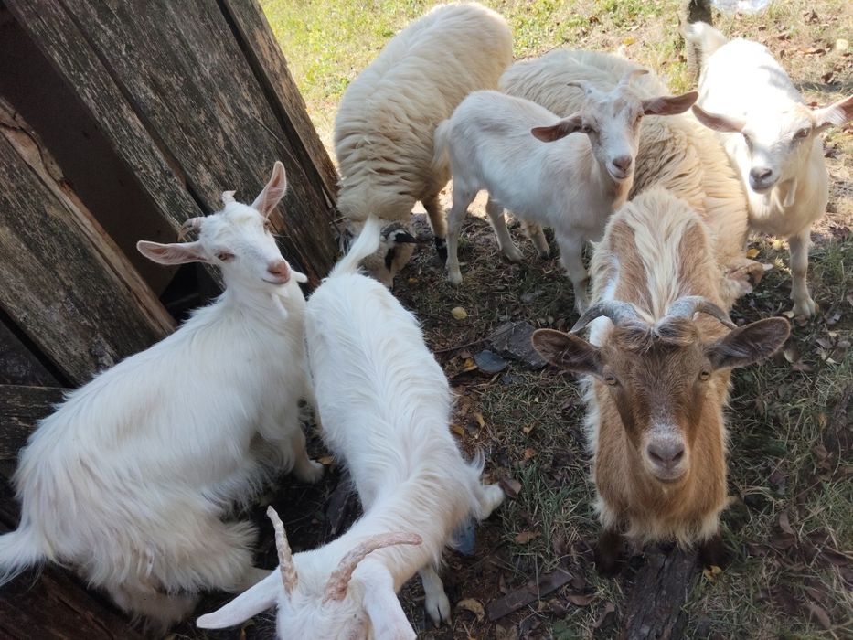 Vand iezi buni de tăiat sau ținut