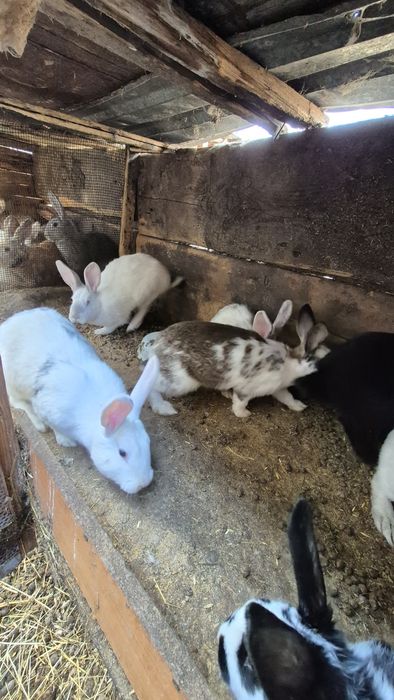 Продам кроликов.