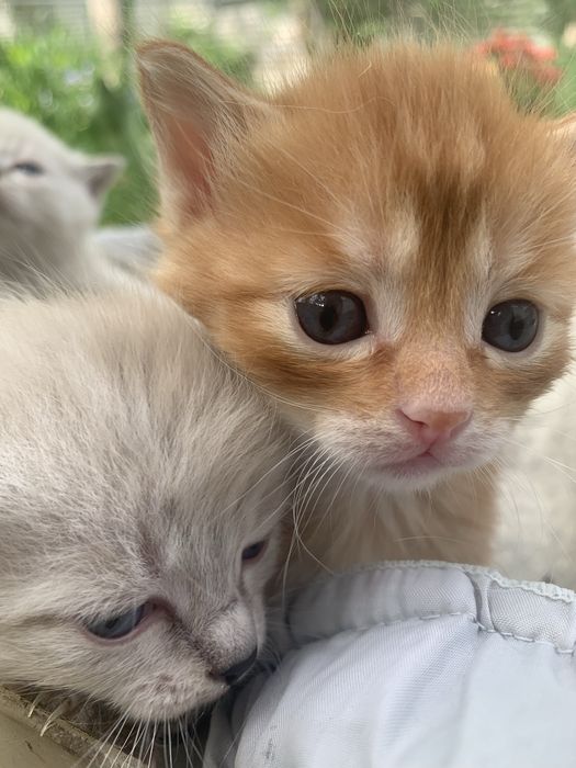 Подарю замечательных котят