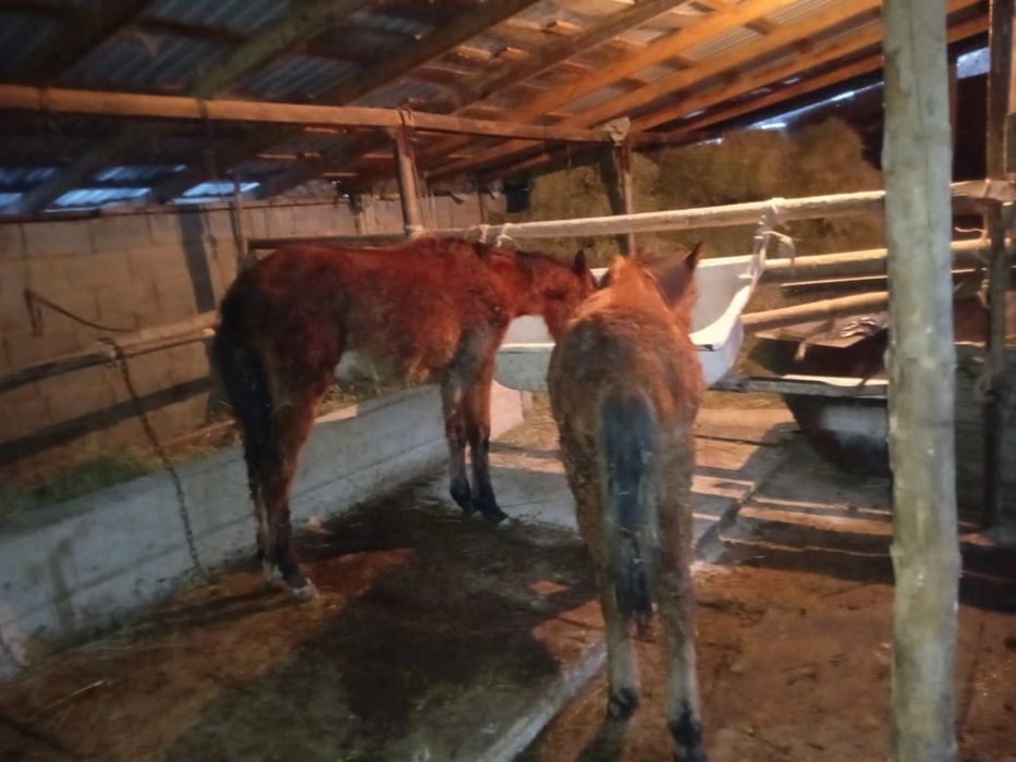 Тай сатылады 8айлык