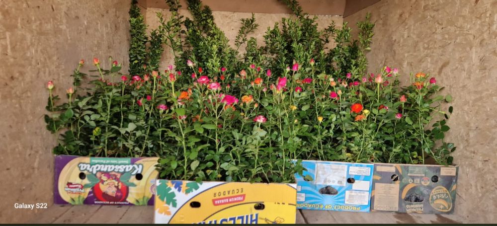 Лаванды, розы оптом