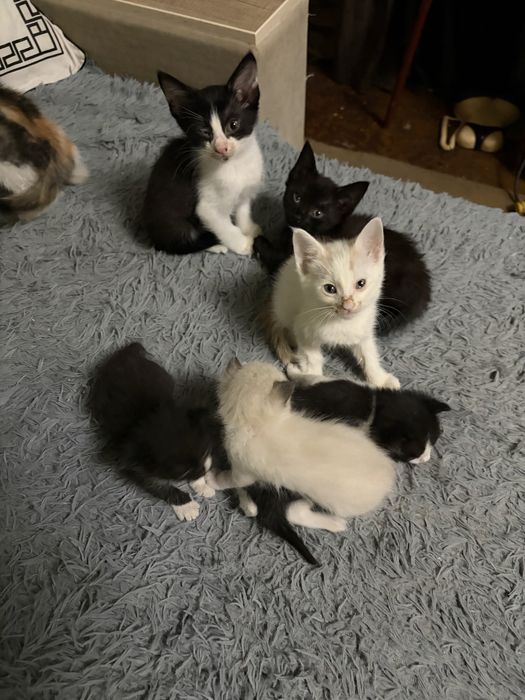 Котята в добрые руки