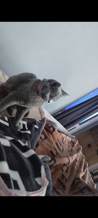 Кошка паслушни биритански