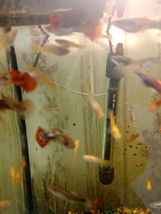 Продам гуппи  Микс