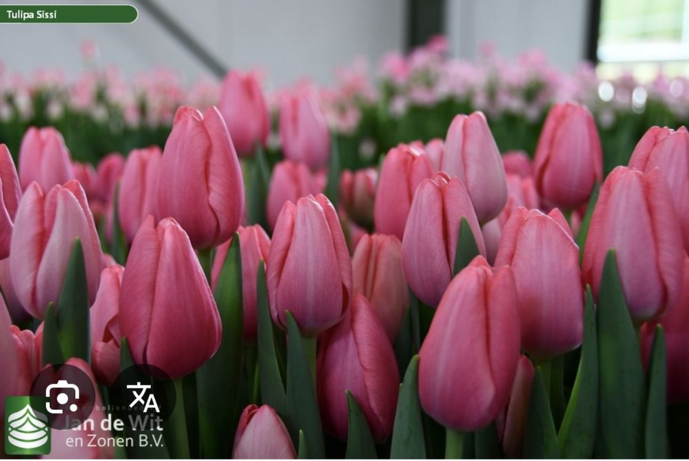 Тюльпаны, качественные на 8 марта отпом