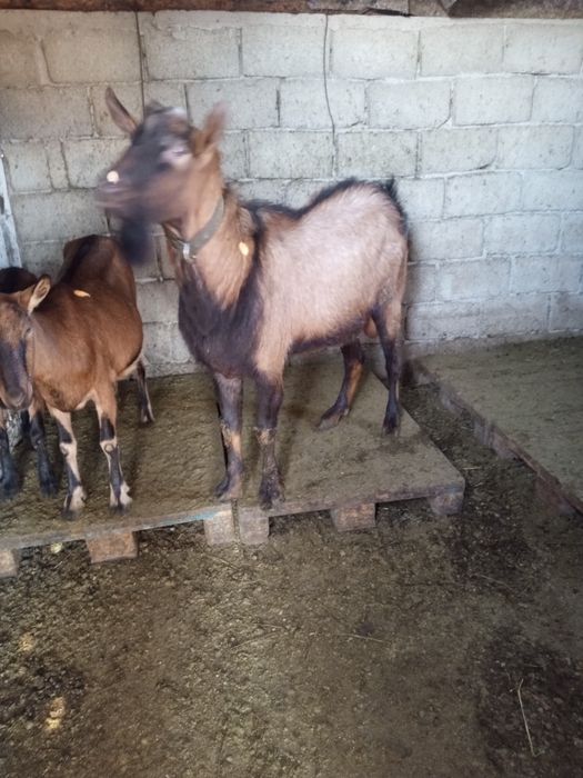 Vand țap alpin francez