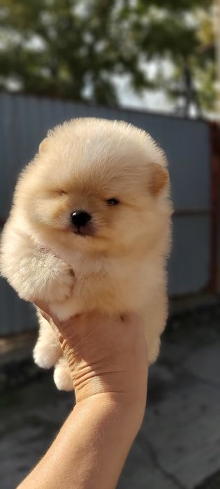 Шпицы кремовые готовы к переезду