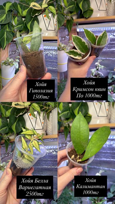 Комнатные растения