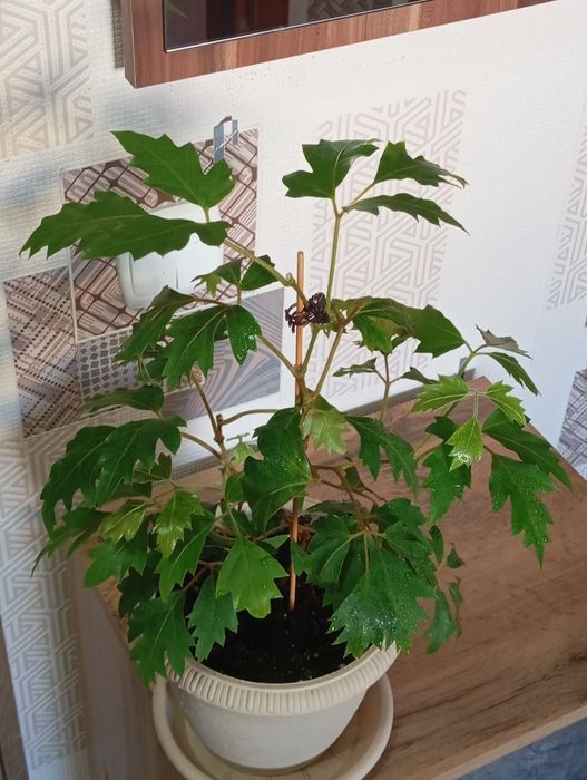 Продам цветы комнатные
