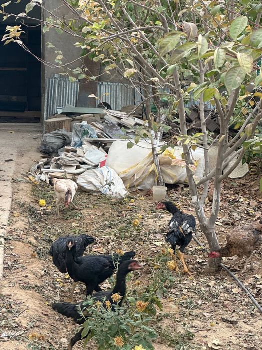 Dakan tovuq sotiladi