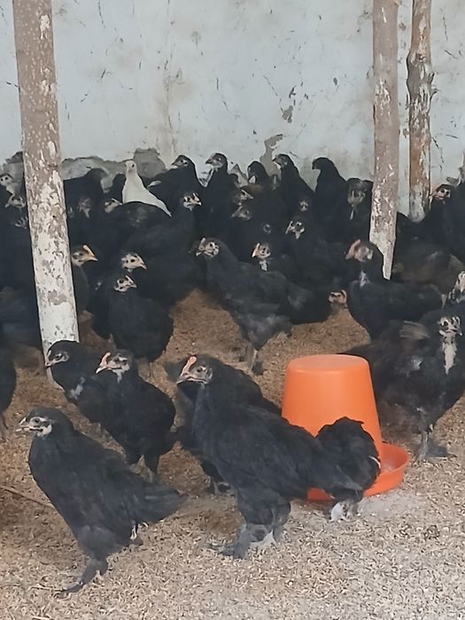 Andijon qora jo‘jalari hamma vaksinalari  qilingan