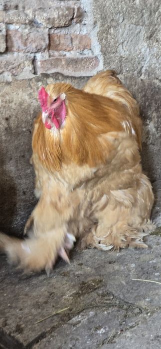 Cocos cochinchina urias