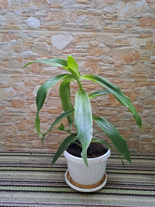 Растение ароматна кализия