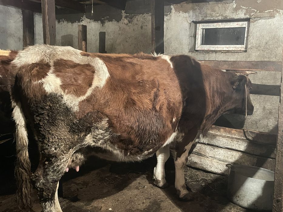 Продается корова