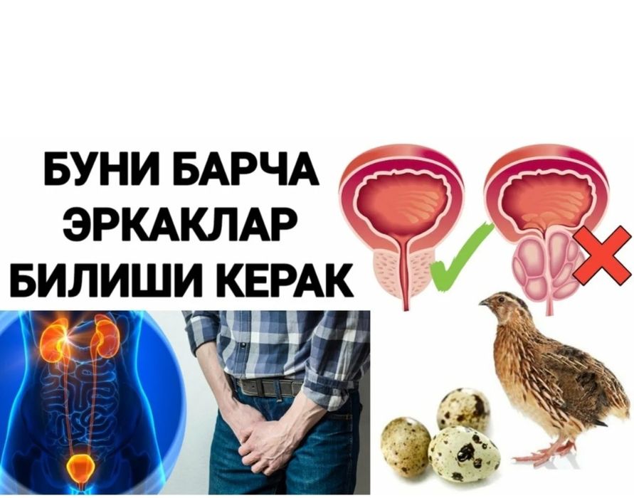 Беда хурозлари, тухумлари, зотдор жужалар сотилади