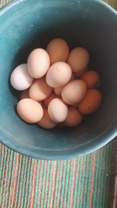 Oua de gaina de vanzare