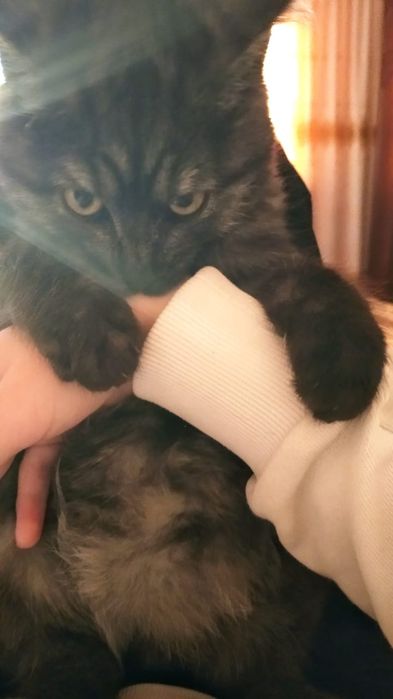 Потерялся кот Дымок