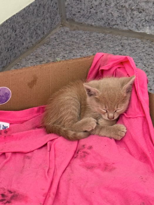 Красивые котята. Бесплатно