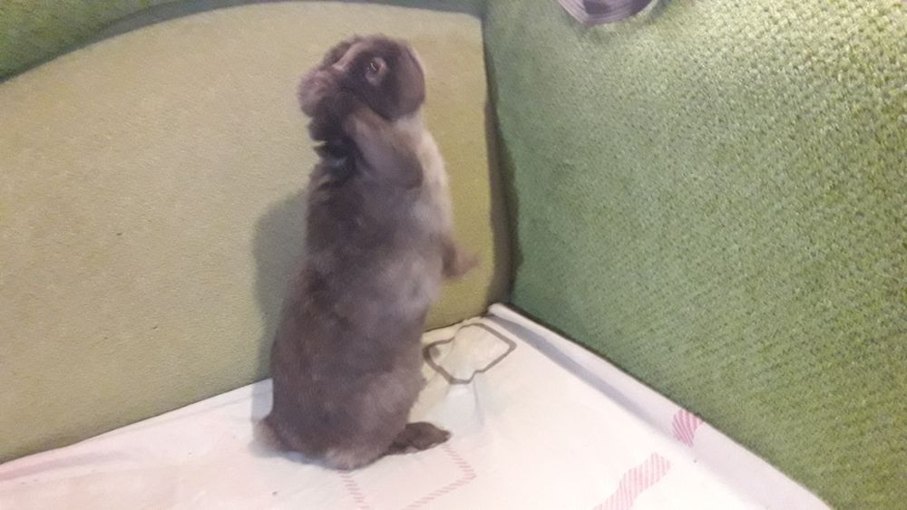 Отдам крольчиху декоративную