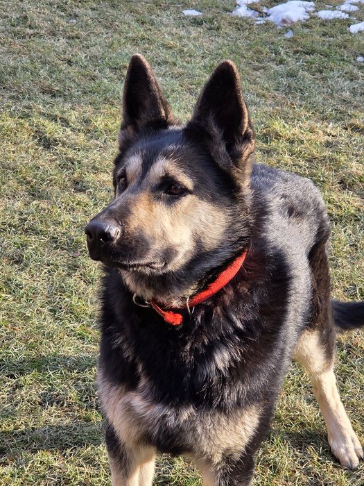 Продам ВЕО девочка