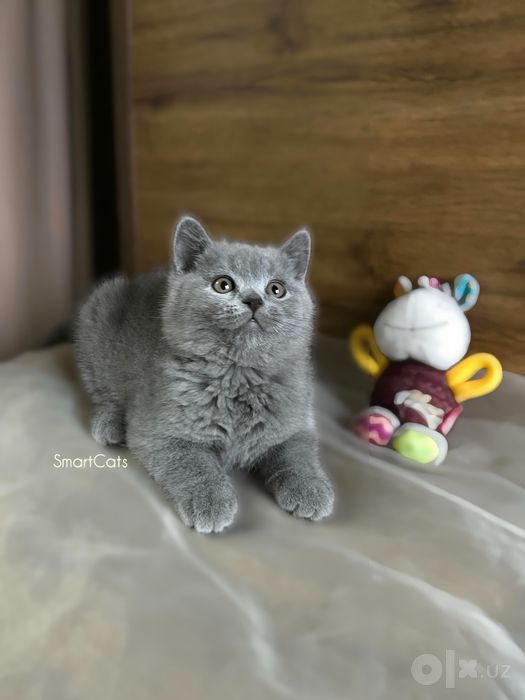 Шотландские котята!