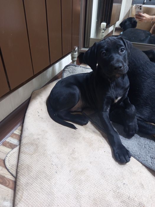 Отдам в добрые руки