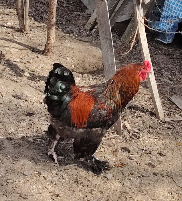 Продам петухов брама
