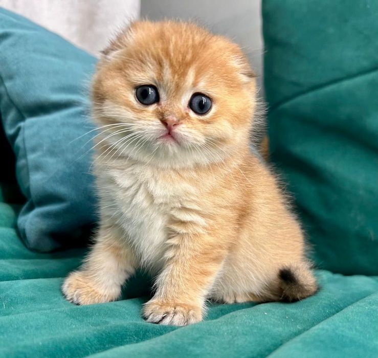 Шикарные котята от правильной вязки NU 12