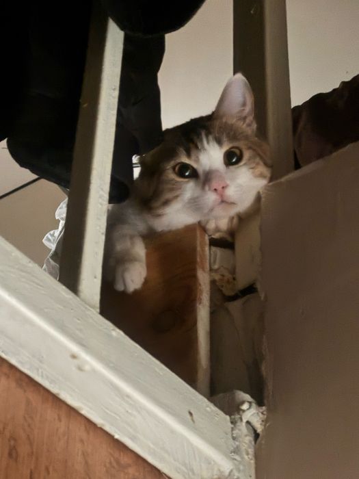 кота в хорошие руки