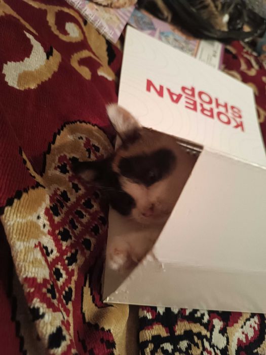 Котята в хорошие руки