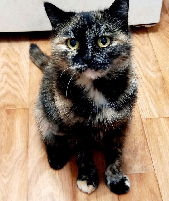 Кошечка для Души .Стерелизована