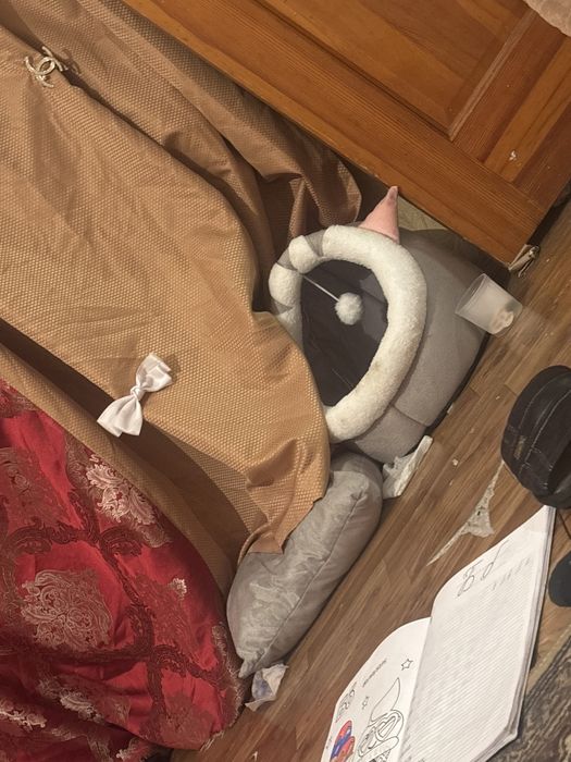 Мысық шатланский