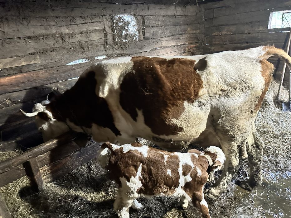 Se ofera spre vanzare 1 vaca la alegere din 3