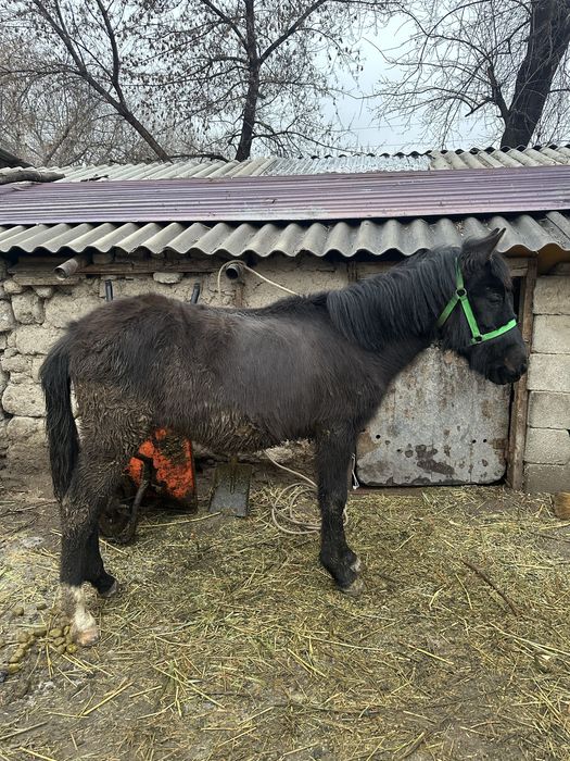urğaşı tay mingi jwas!