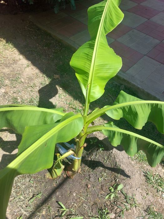 Bananier de Astoreo