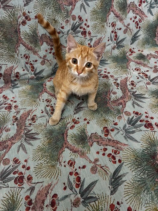 Котенок 4 месяца бесплатно