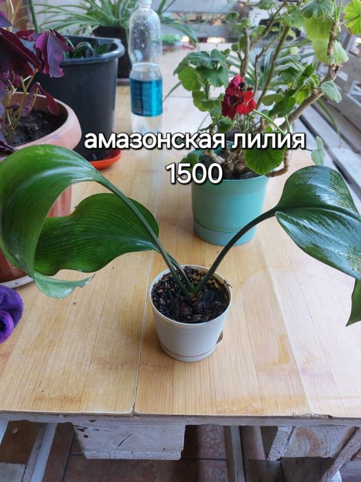 Продам комнатные цветы