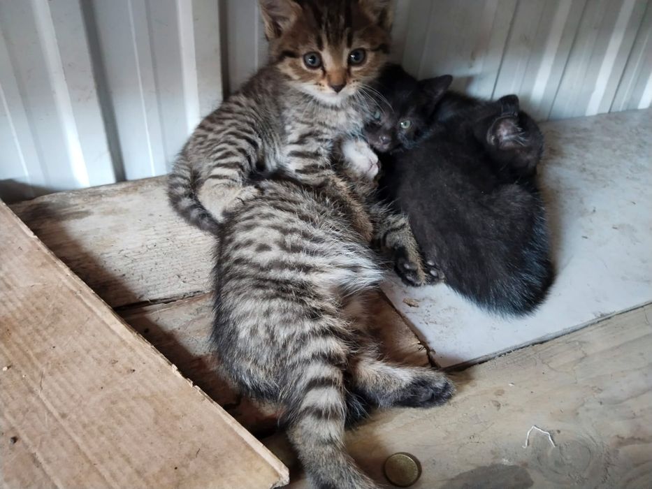 Котята (осталось 4)