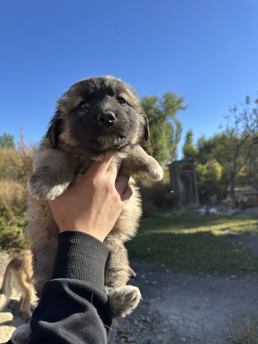 Отдам щенят в добрые руки