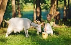 Свежее козье молоко !