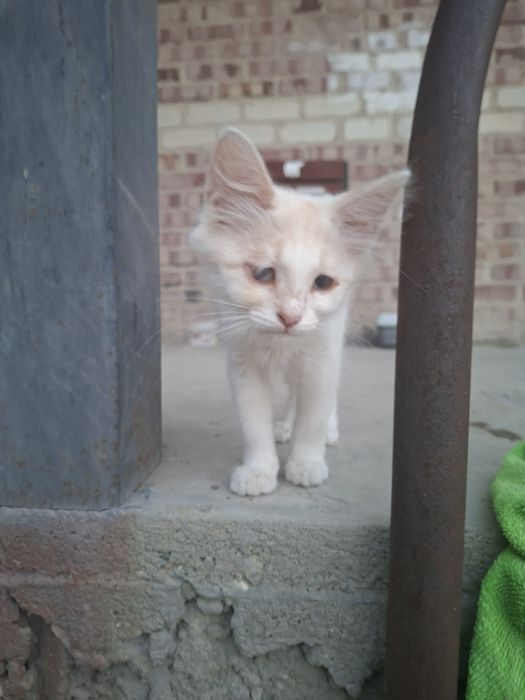 Котята маленькие