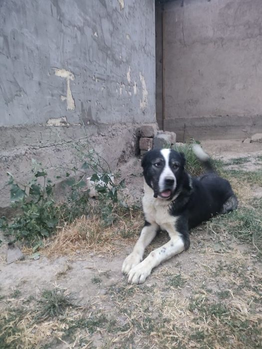 Срочно продается Алабай,