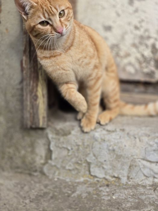 Подаряват се котета