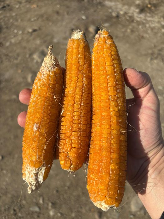 Sămânță porumb zaharat