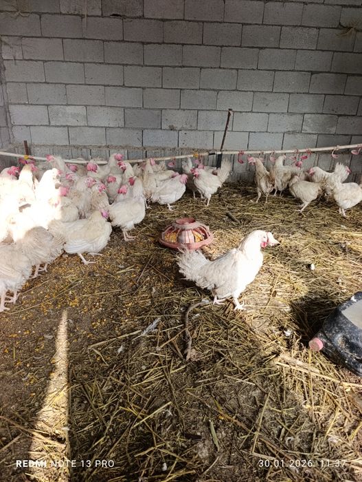 Несушки ломан вайт