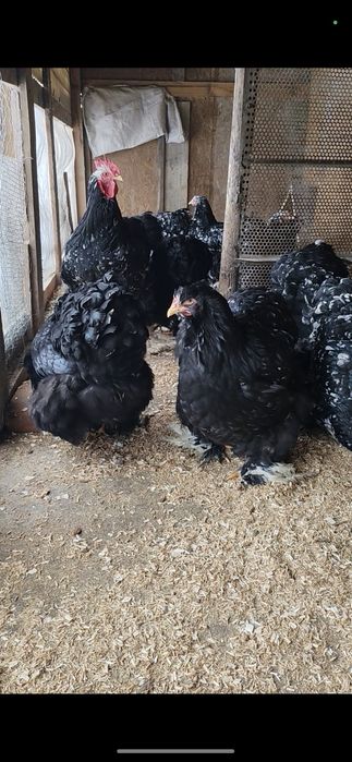 Cochinchina uriaș bobat și Galben