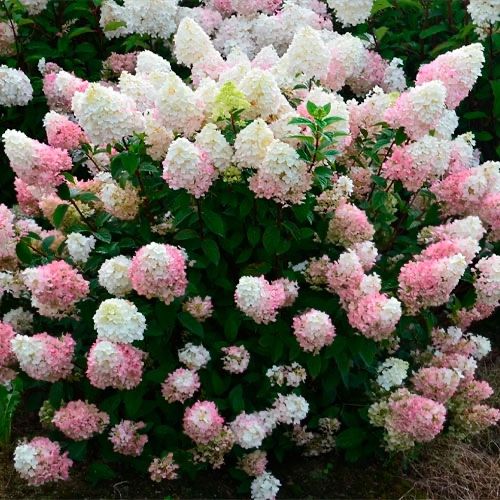 Гортензия метельчатая, древовидная