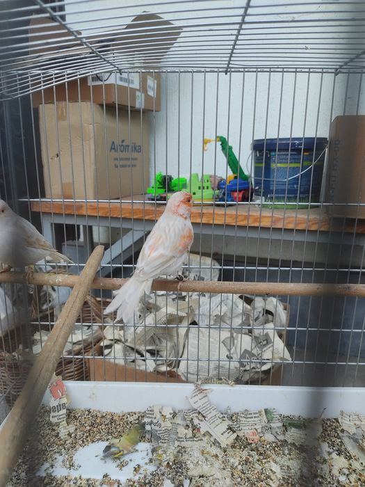 Канарейка самец сатинет