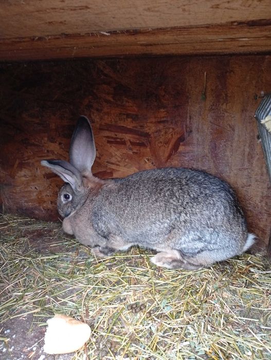 Vând  pereche de iepuri uriaș german